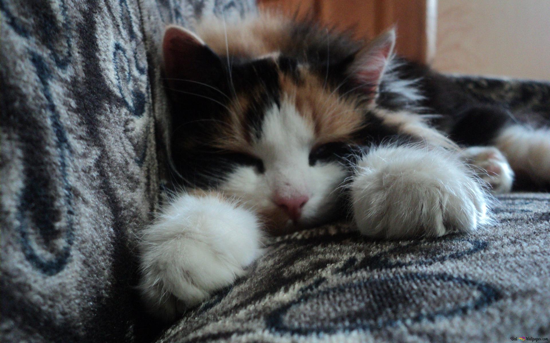 kucing